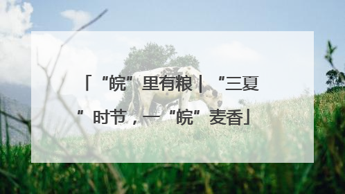 “皖”里有粮｜“三夏”时节，一“皖”麦香
