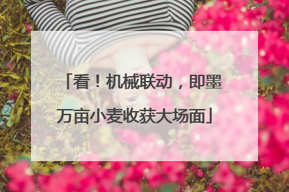看！机械联动，即墨万亩小麦收获大场面