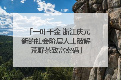 一叶千金 浙江庆元新的社会阶层人士破解荒野茶致富密码