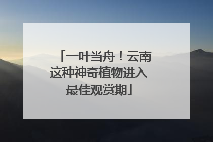 一叶当舟！云南这种神奇植物进入最佳观赏期