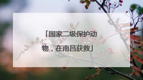 国家二级保护动物，在南昌获救