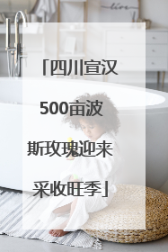 四川宣汉500亩波斯玫瑰迎来采收旺季