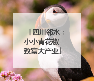 四川邻水：小小青花椒 致富大产业