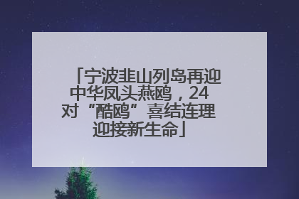 宁波韭山列岛再迎中华凤头燕鸥，24对“酷鸥”喜结连理迎接新生命