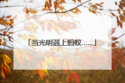 当光明遇上蚂蚁……