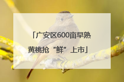 广安区600亩早熟黄桃抢“鲜”上市