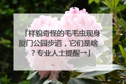 样貌奇怪的毛毛虫现身厦门公园步道，它们是啥？专业人士提醒→