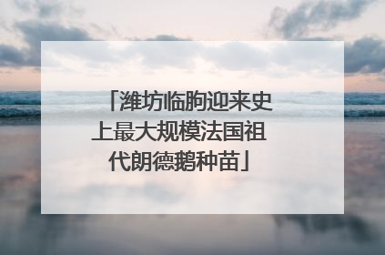 潍坊临朐迎来史上最大规模法国祖代朗德鹅种苗