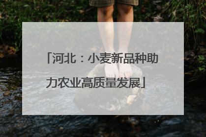 河北：小麦新品种助力农业高质量发展