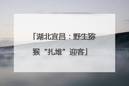 湖北宜昌：野生猕猴“扎堆”迎客