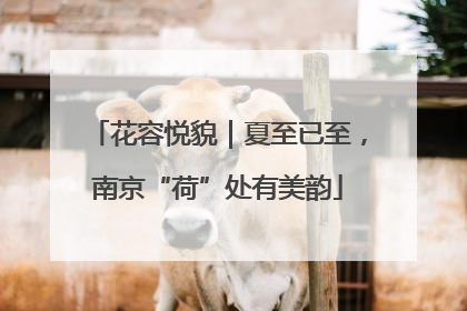 花容悦貌｜夏至已至，南京“荷”处有美韵