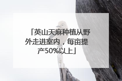 英山天麻种植从野外走进室内，每亩提产50%以上