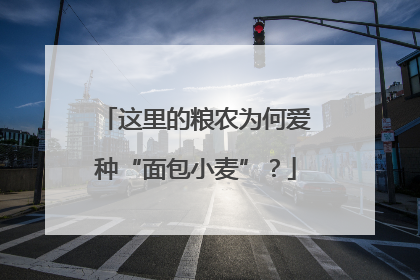 这里的粮农为何爱种“面包小麦”？