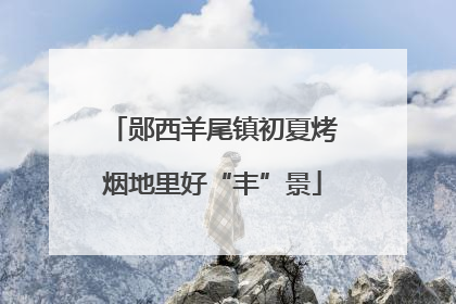 郧西羊尾镇初夏烤烟地里好“丰”景