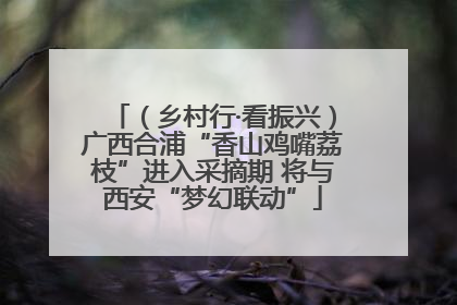 （乡村行·看振兴）广西合浦“香山鸡嘴荔枝”进入采摘期 将与西安“梦幻联动”